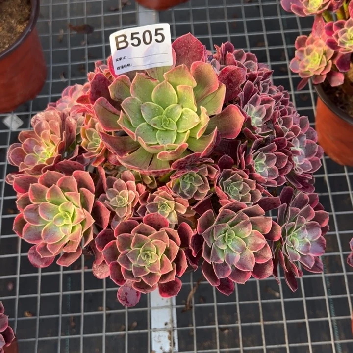 505金丝雀25厘米左右