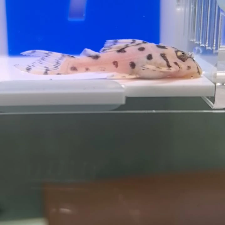 清道夫236 皇后虎斑，包邮包损，7 号