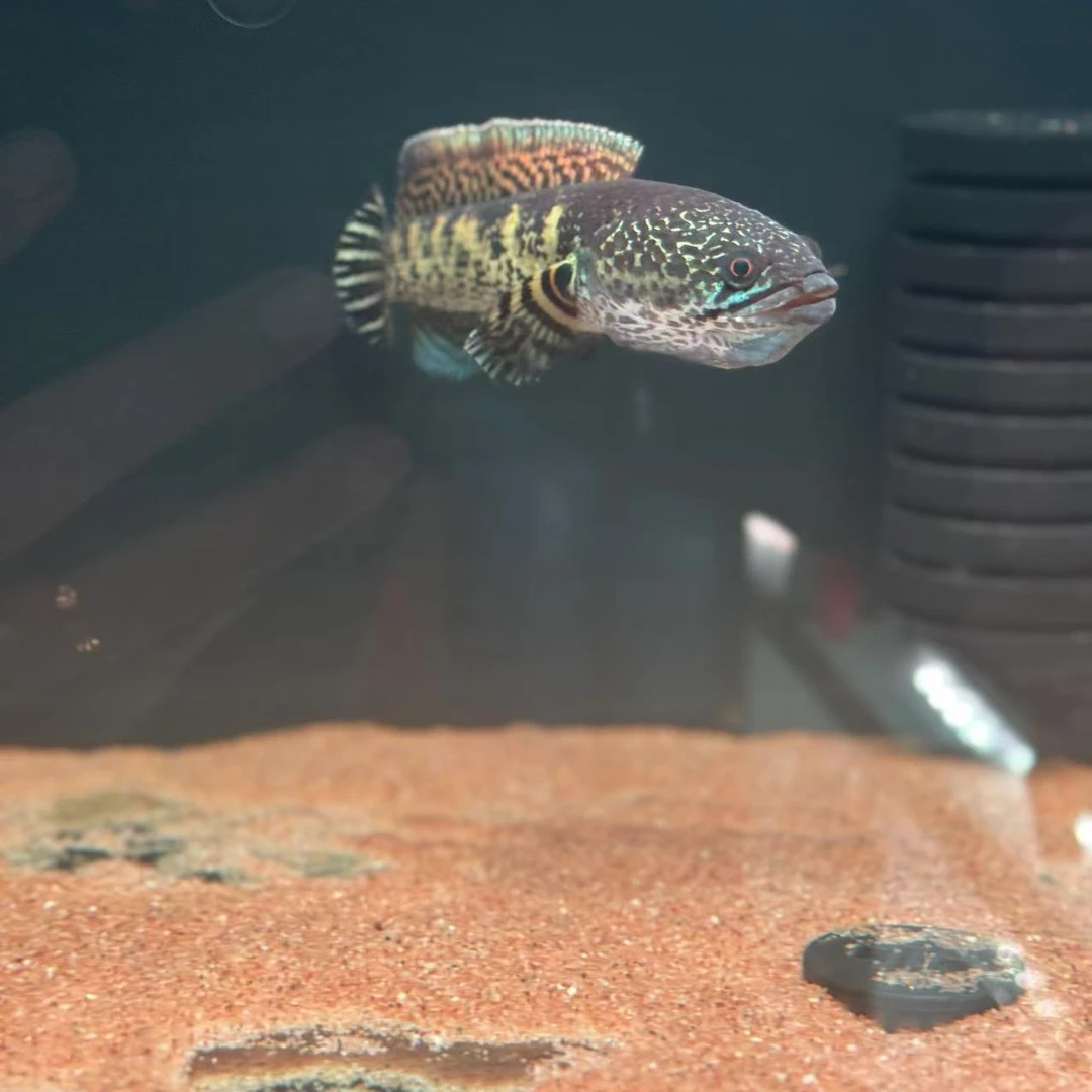 雷龙鱼专用下单链接