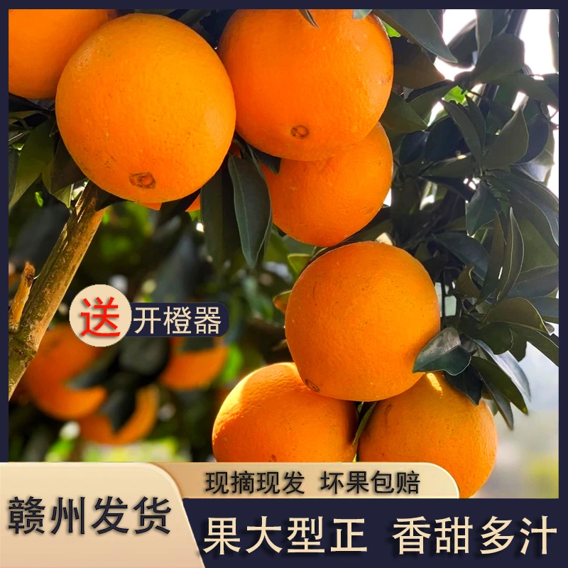 江西正宗赣南脐橙赣州当季水果新鲜橙子产地果园直发榨汁大