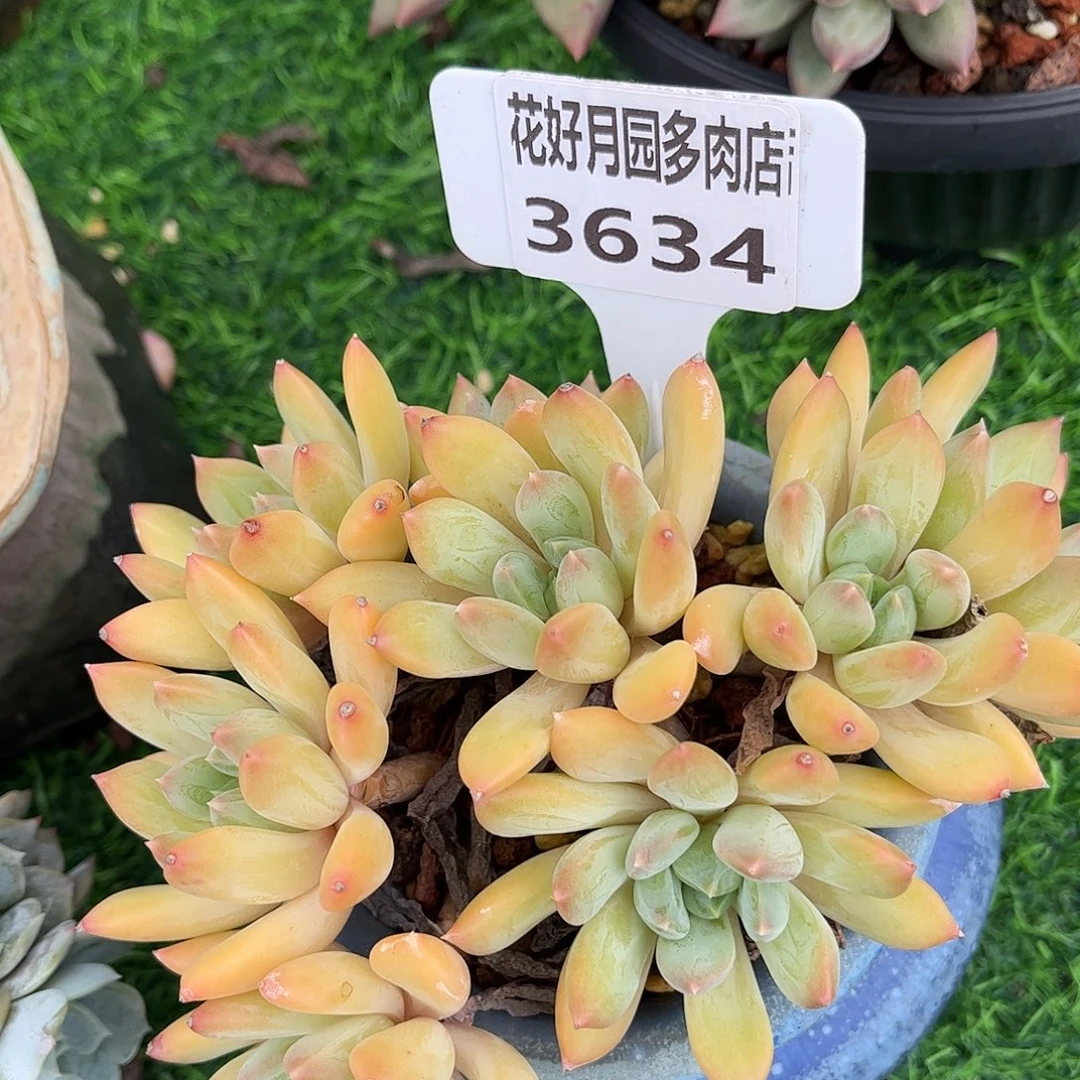 多肉植物3634 一定要拍个冷链哦