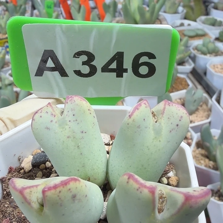 虾***仁346mmmmmnnnnnnnnn