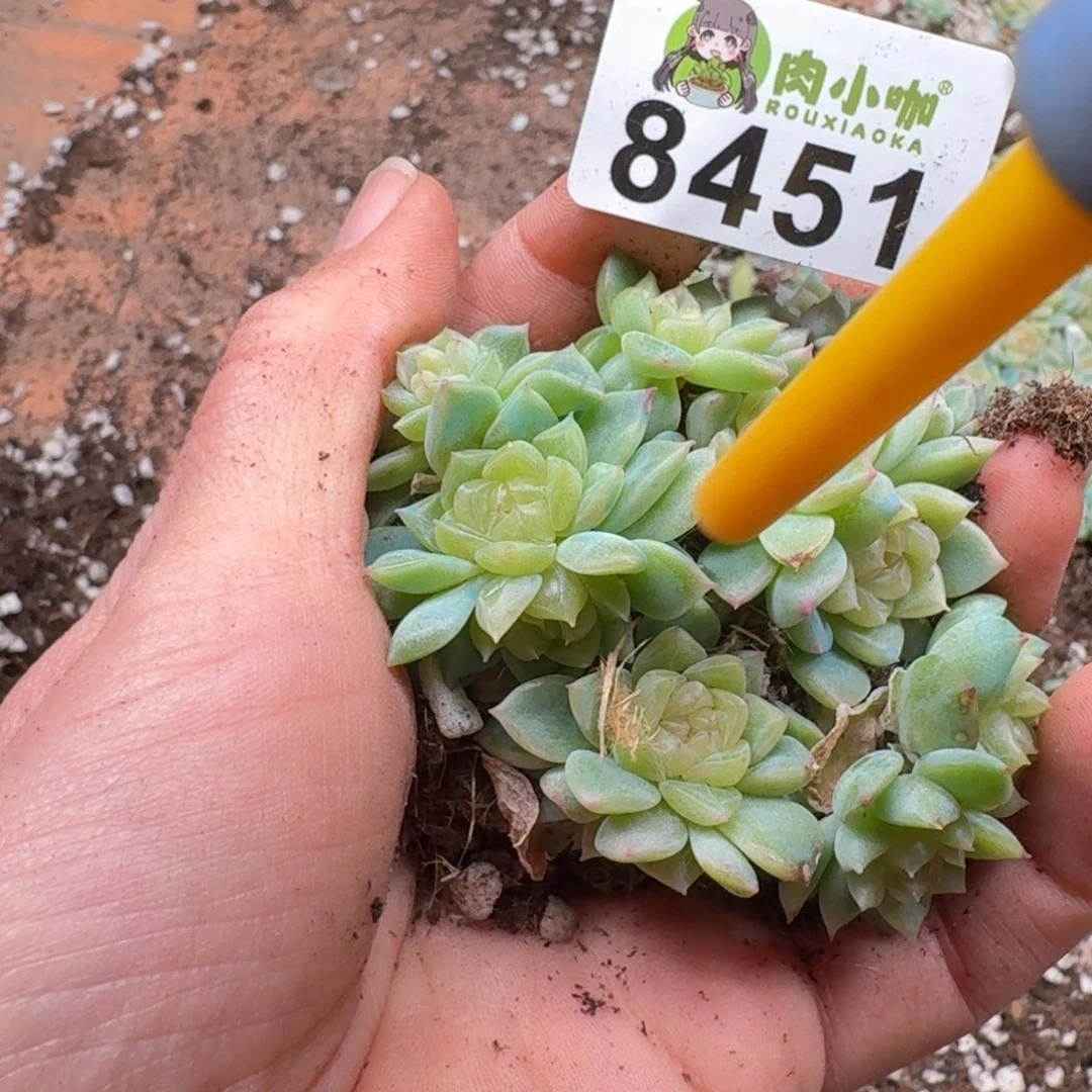 多肉植物多肉植物
