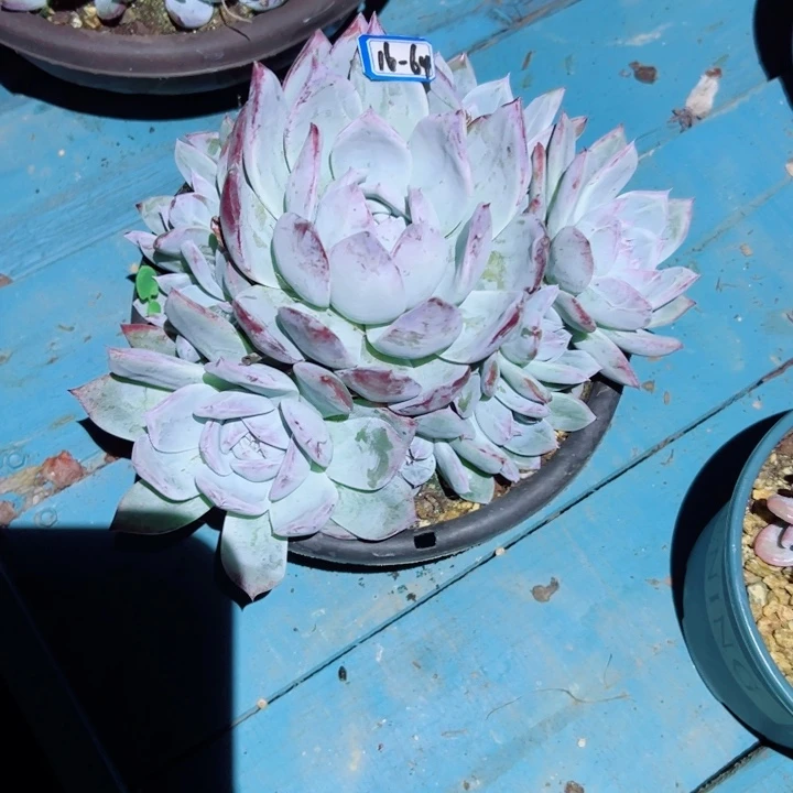 雪***珑精品多肉植物老桩