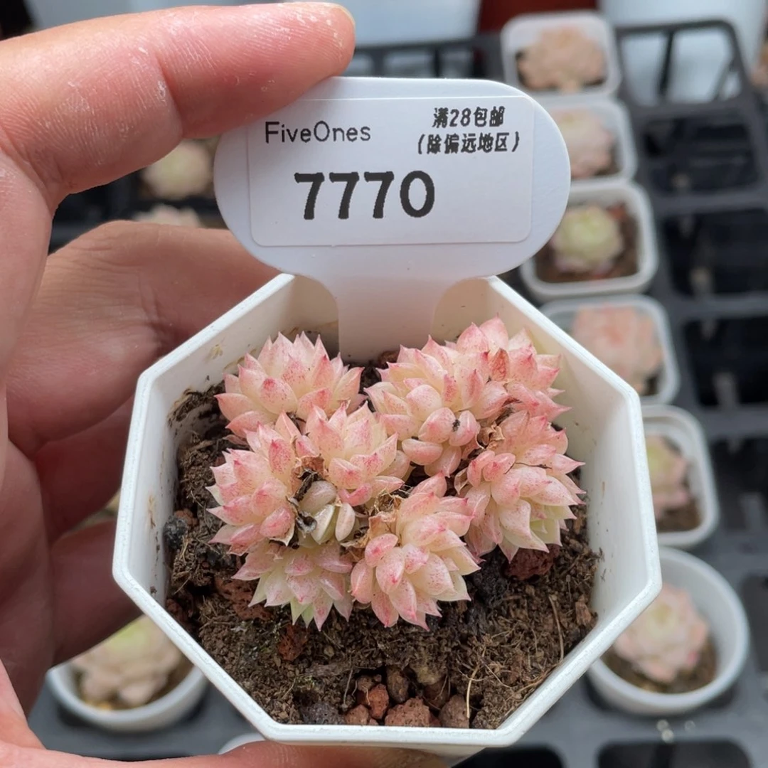 牛****7770麦秆5.5厘米