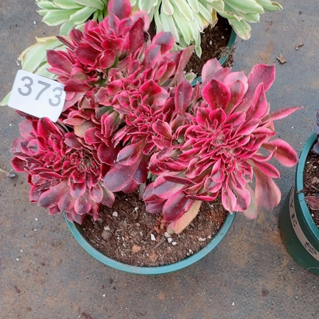 嗯373号374 号多肉法师植物特价