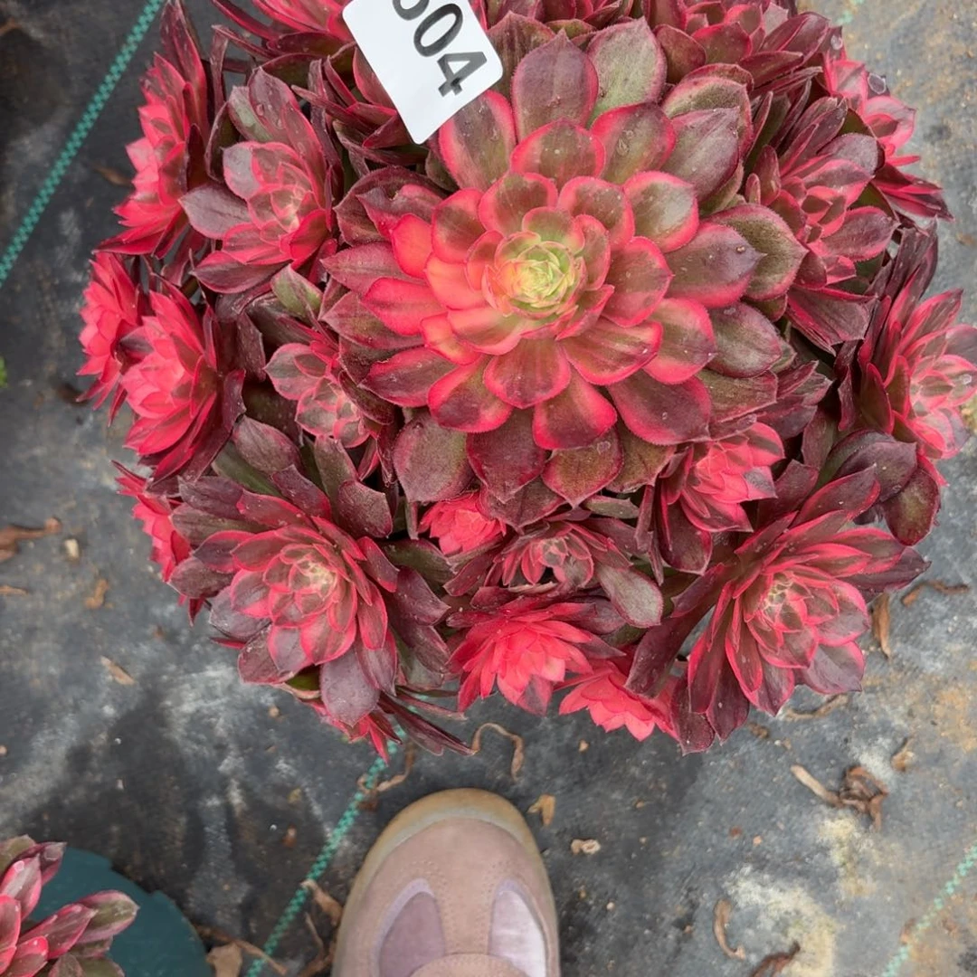 604大黑膜锦多肉植物