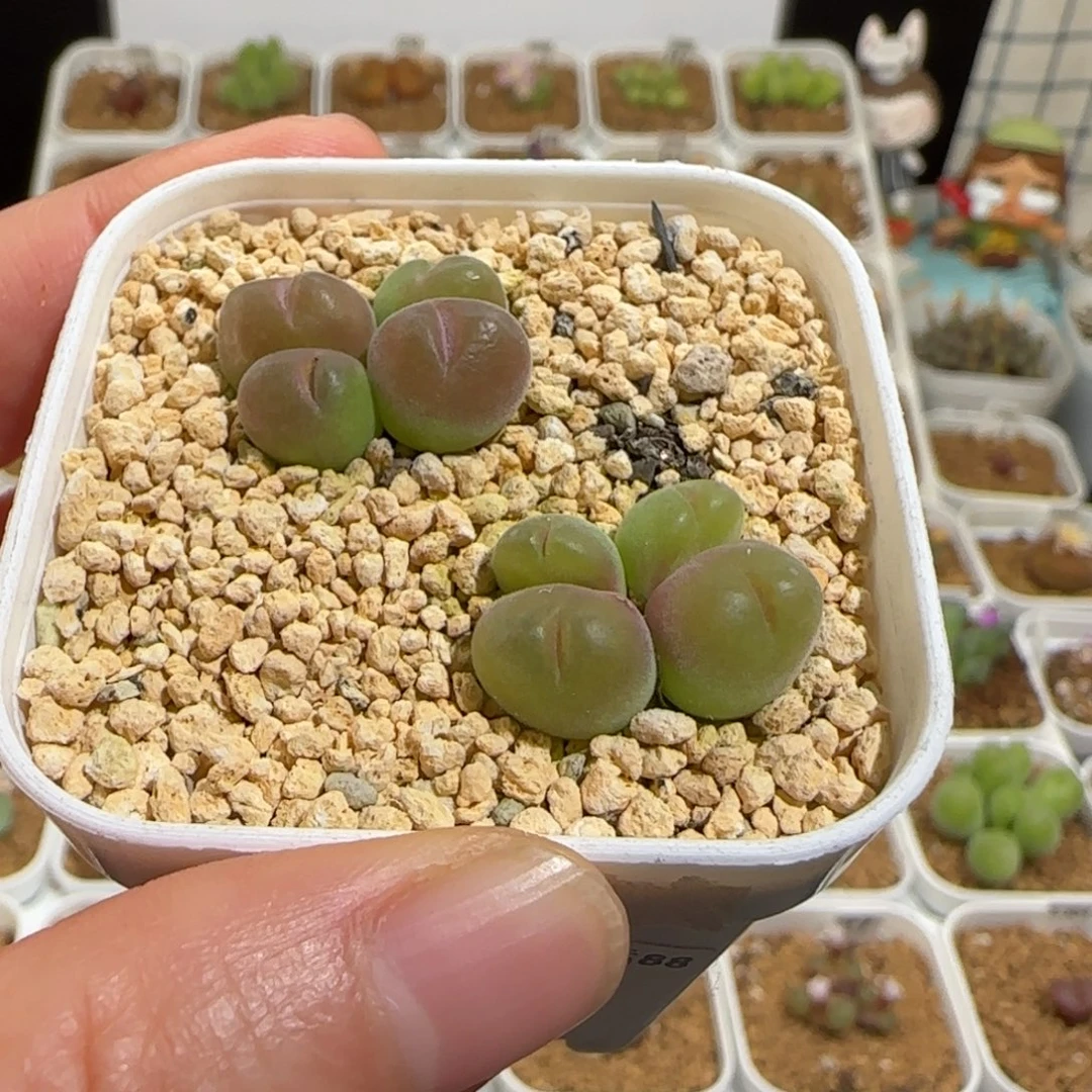 肉锥多肉植物组合-短毛翠滴有疤一盆380