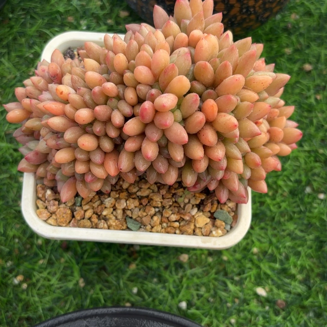 桃花源 缀多肉888888888888