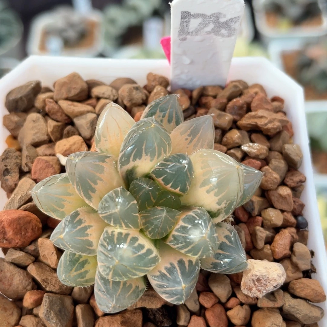 128糊斑龙爪锦。