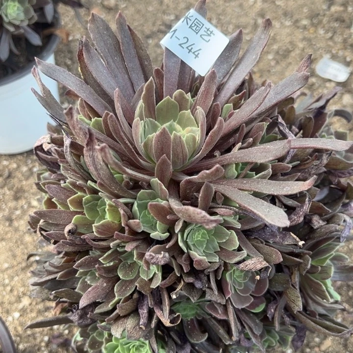 灰姑娘多肉植物244