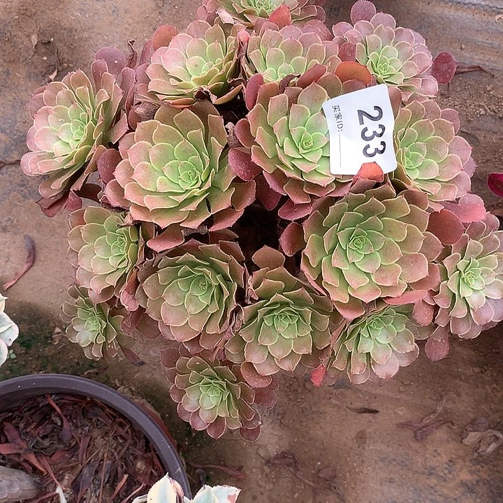 多肉植物红铜233号