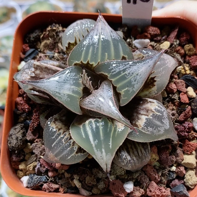 【闪购商品】110云窗pinky