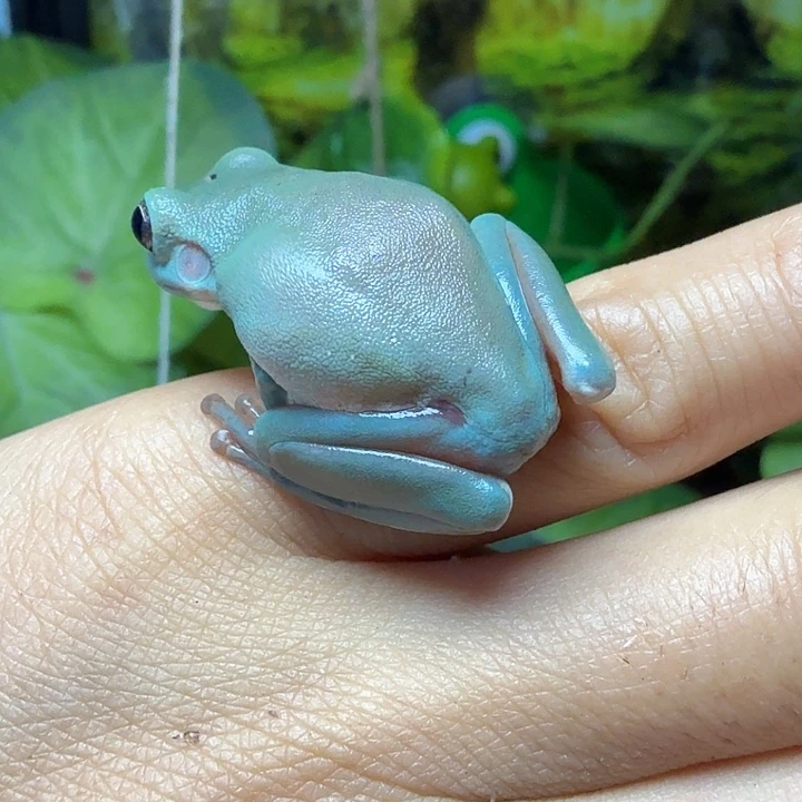 老爷树蛙素蓝深蓝