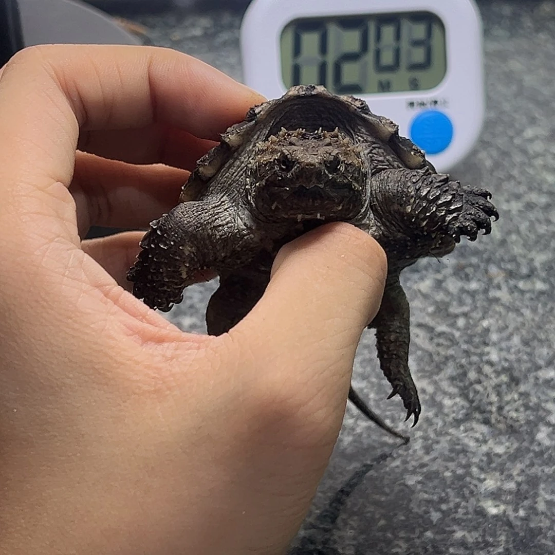 绿毛龟母顶级宠物小龟！顶级个体！