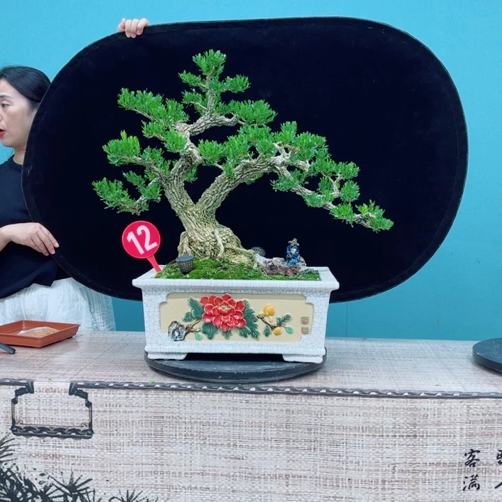 无花朵广东雀舌黄杨盆景