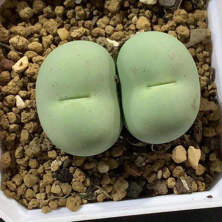 精品多肉植物园艺鸽子蛋