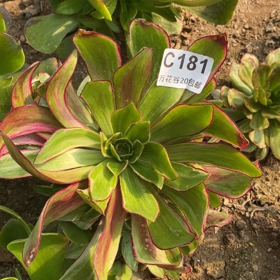 @***改181紫嫣多肉植物