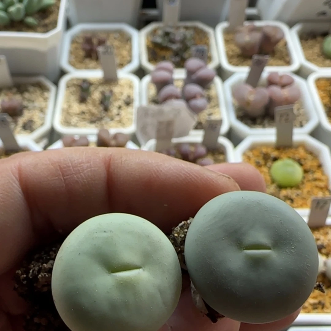 【闪购商品】20894大型嘴