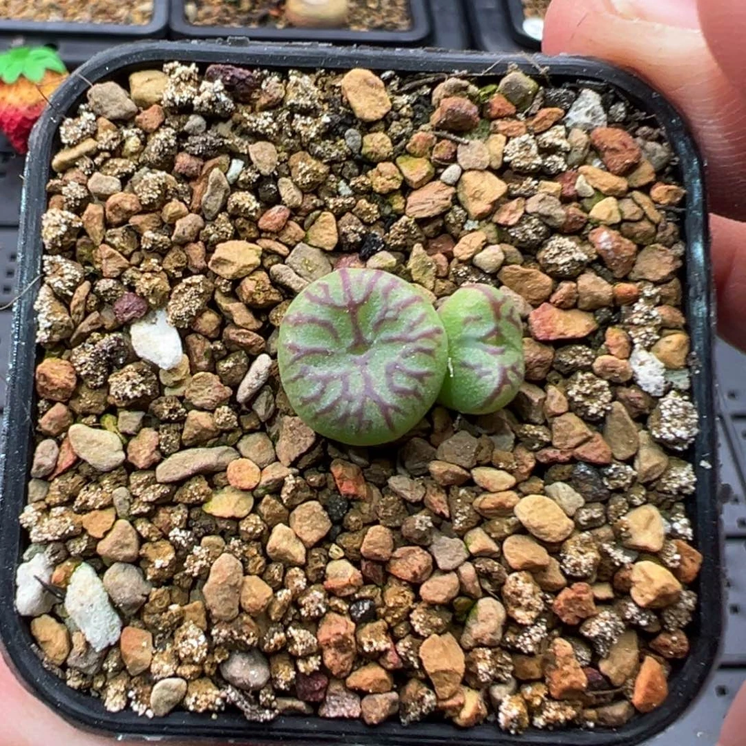 192双头铅笔画杂一棵特