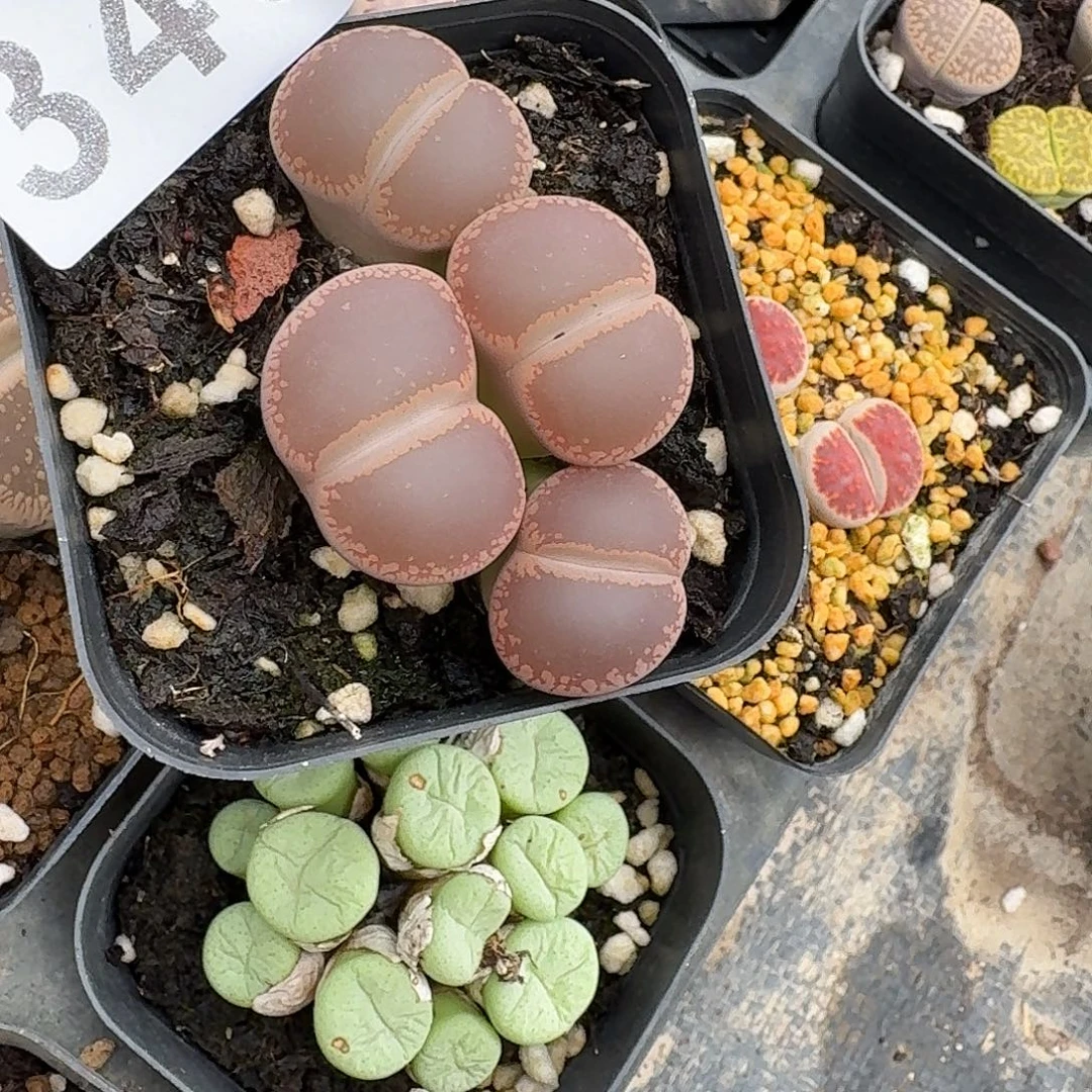 惊***生石花一物一拍343
