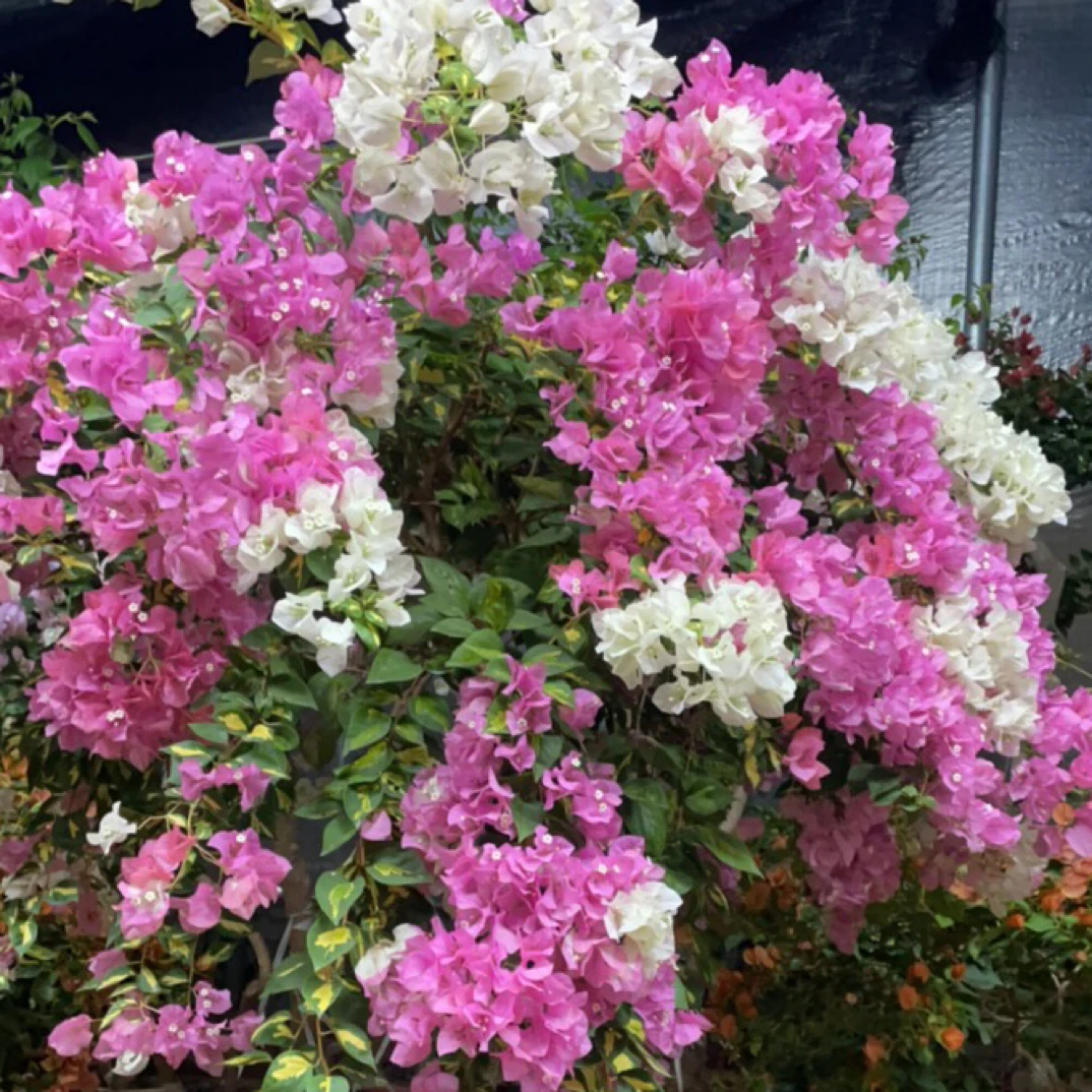 三角梅带花带盆四季开花勤花品种阳台庭院爬藤植物花卉盆栽