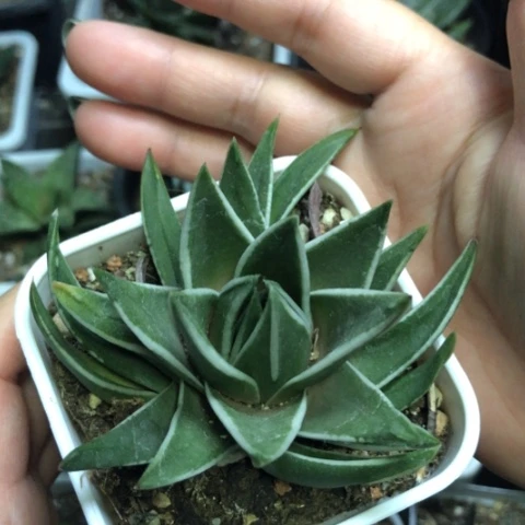 白折瑞鹤带盆发货哈哈哈