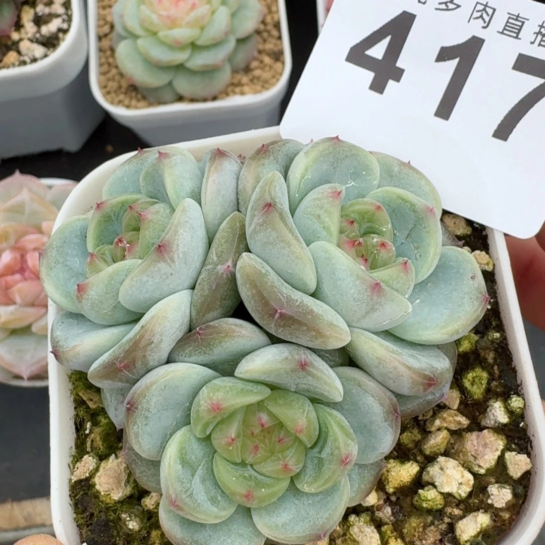 甜心群生            精美多肉植物