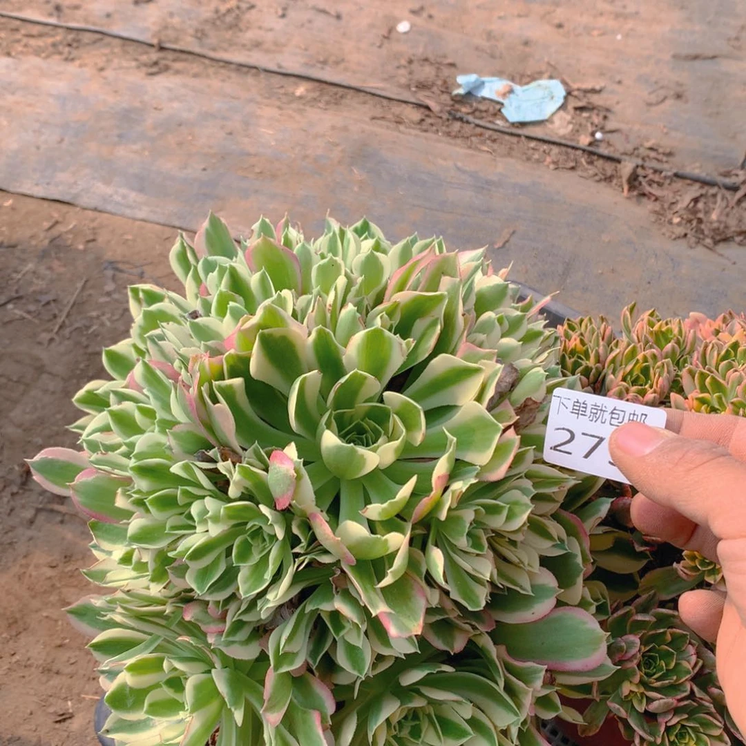 275法师组合老桩多肉