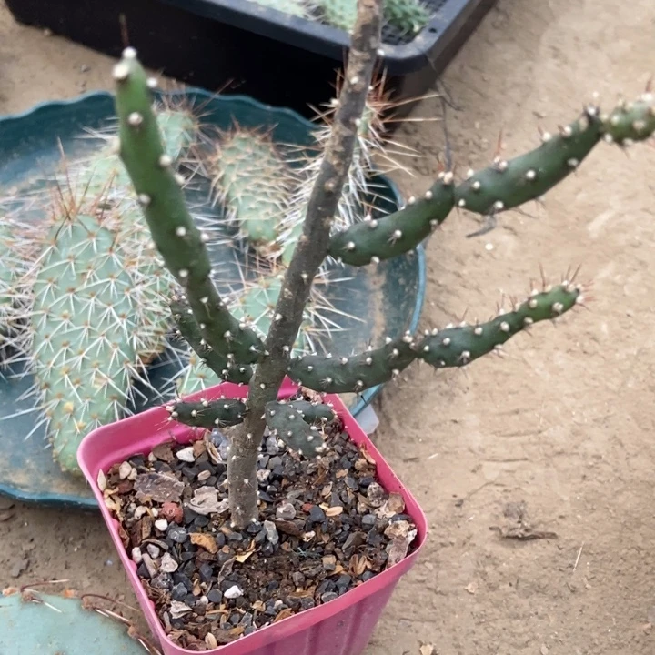 鹿角梅一棵多侧芽