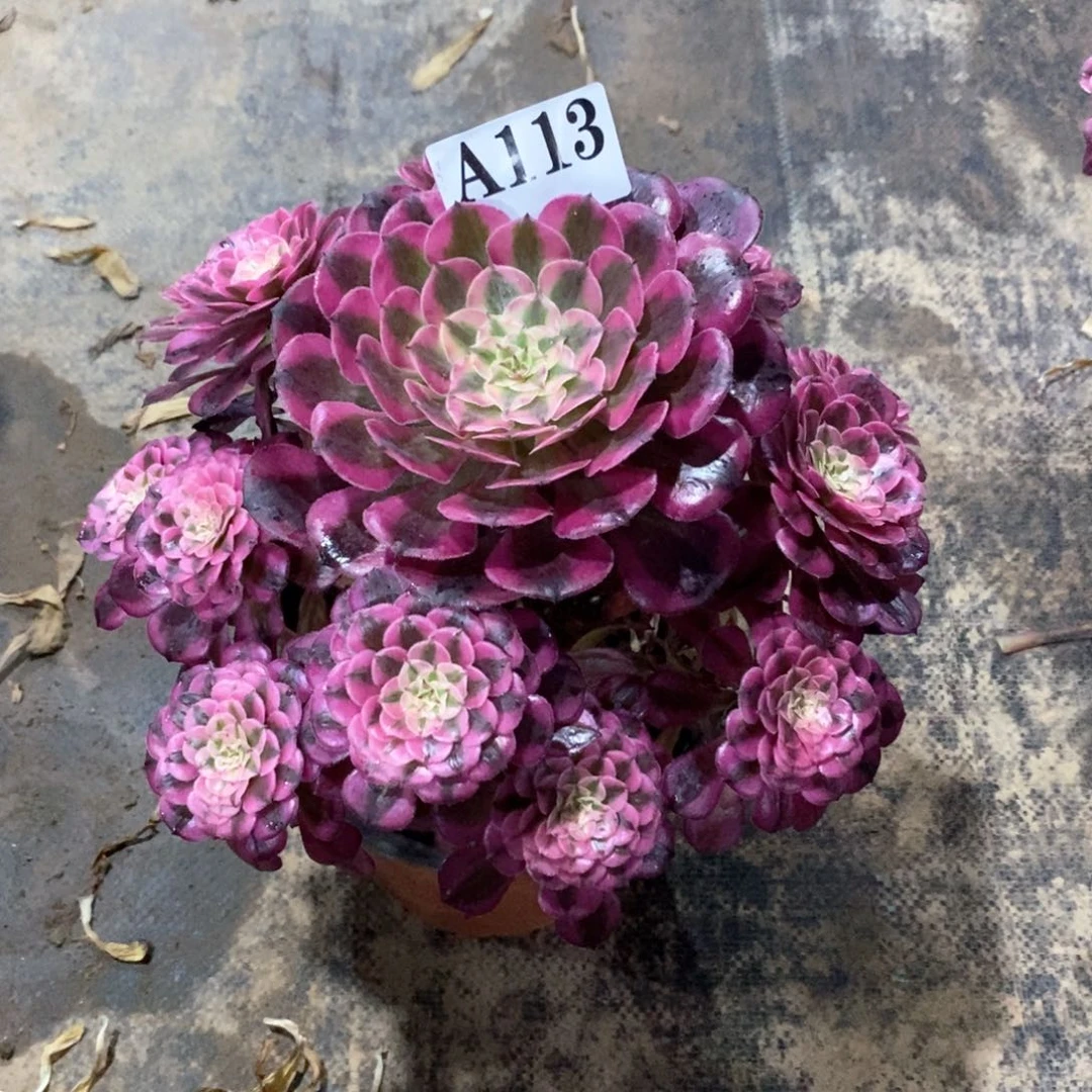 ?****哥113多肉法师植物红铜白