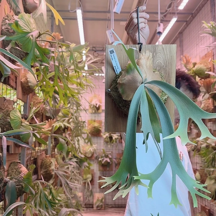 无花朵蓝精灵a30。