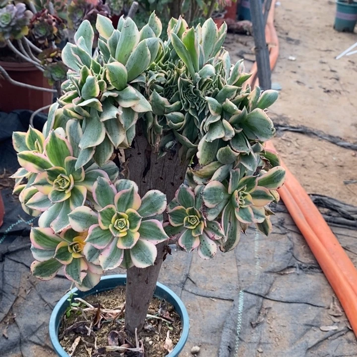 灿烂缀多肉植物63。
