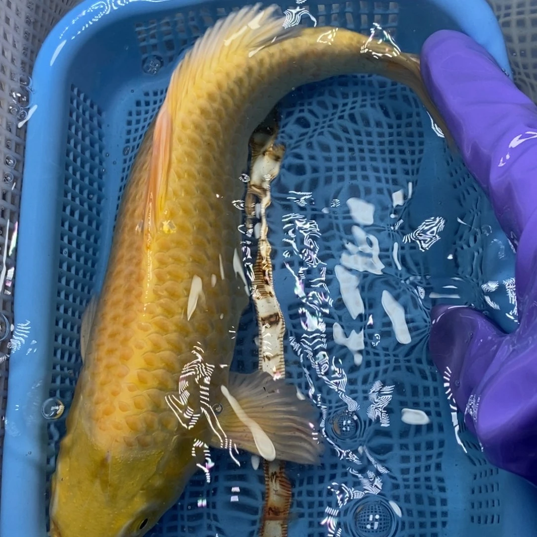 锦鲤冷水锦鲤包邮