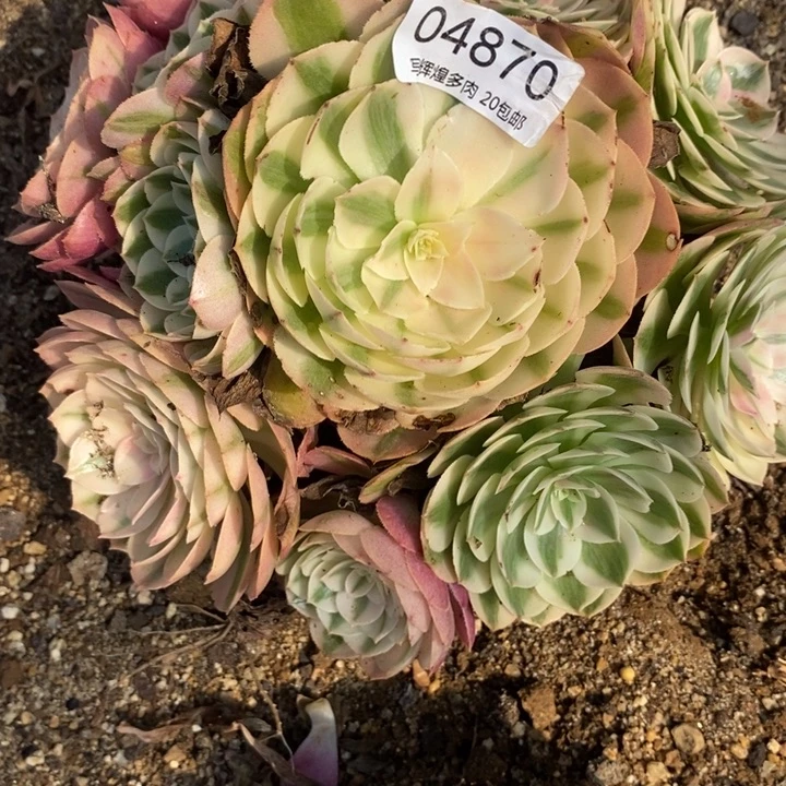 04870倾城多肉植物