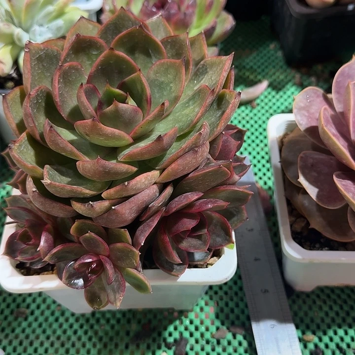 红灯多肉植物的生长