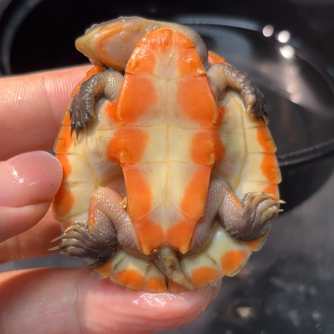 不分公母泥龟全品圆澳