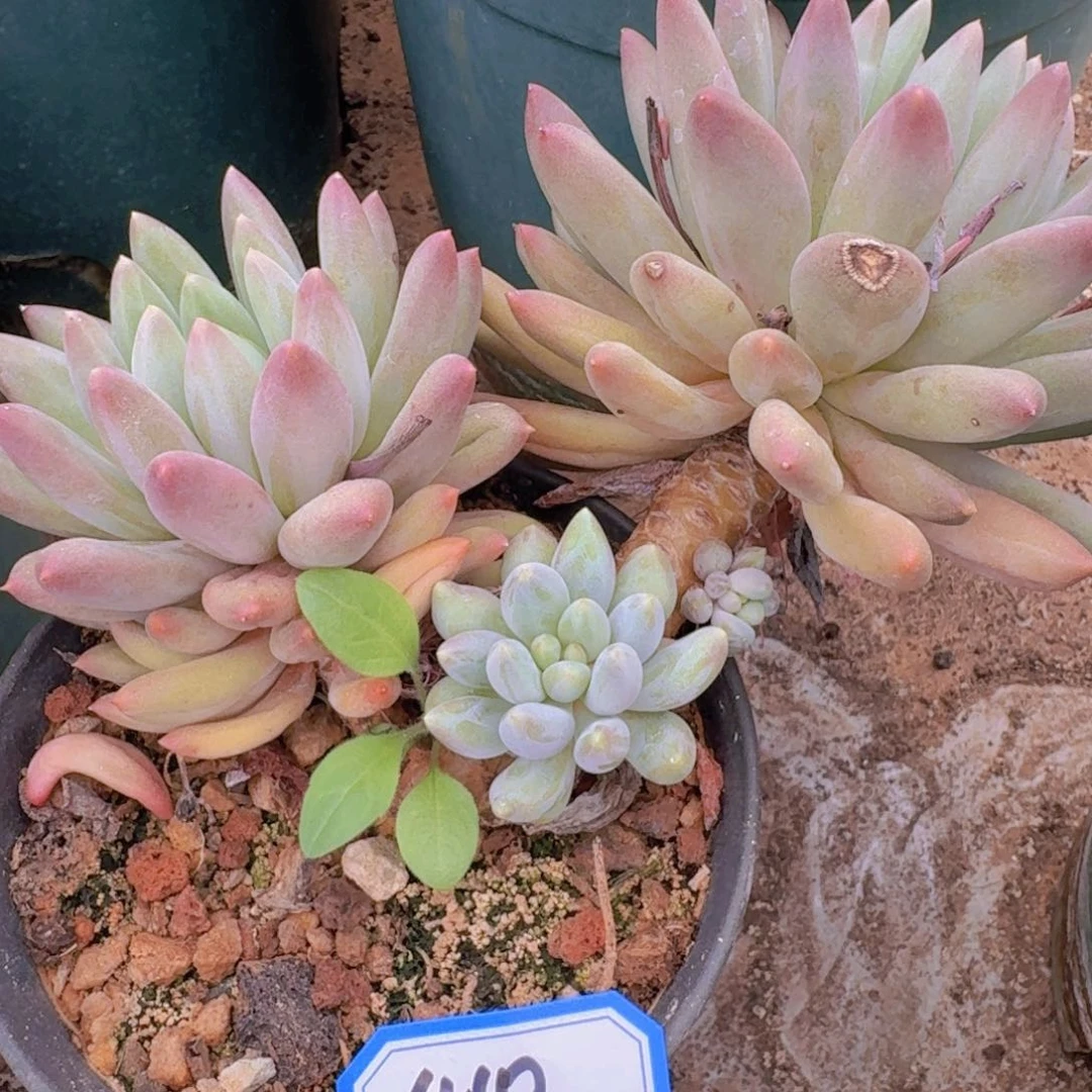 六***宝410红蜻蜓凡艺多肉