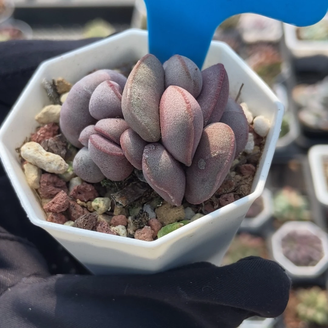 951红蛋多肉植物多肉