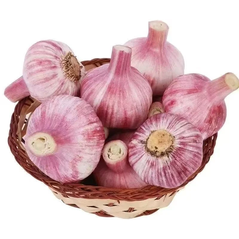 2025年头茬新鲜紫皮大蒜现挖多瓣鲜头湿蒜精选品质粒大饱满