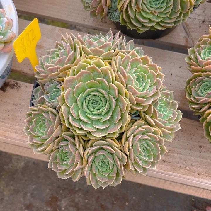 昂斯诺多肉植物8 3 2
