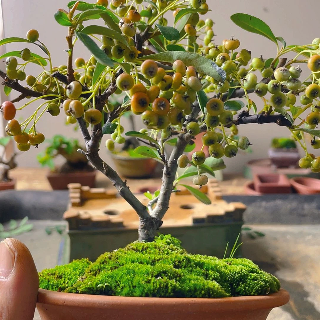 白***火无花朵火棘花开富贵吉祥