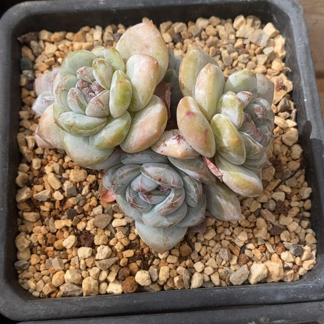 五头绿底紫心大包子
