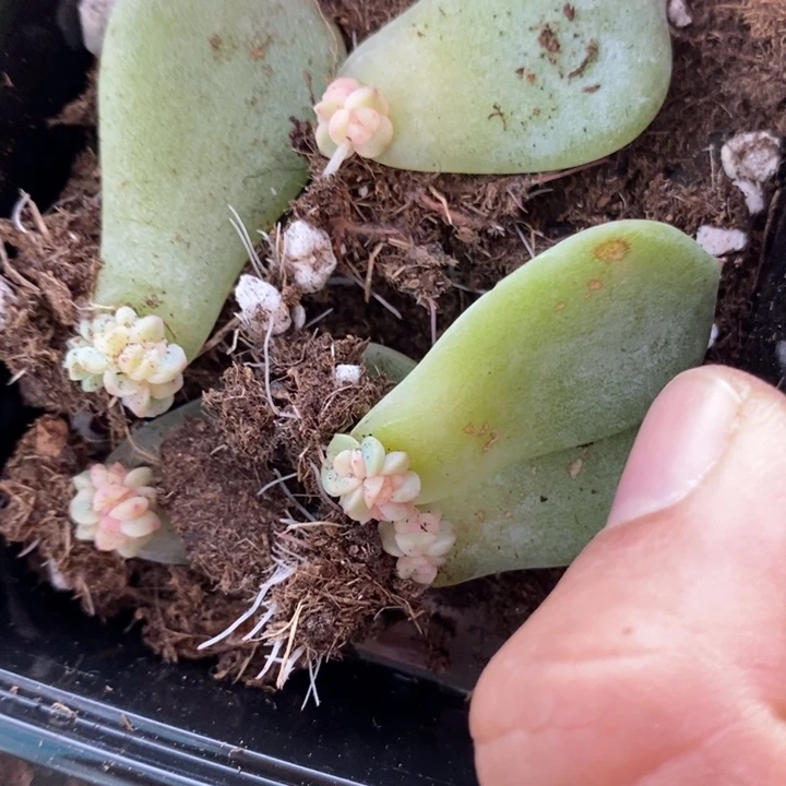 5颗甜心877叶插状态小小苗