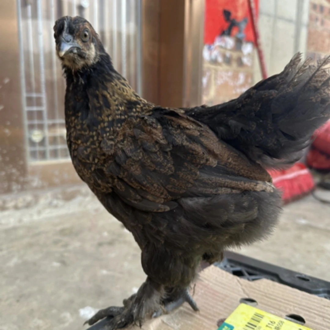 宠物鸡无量山小青花乌骨鸡活鸡包邮