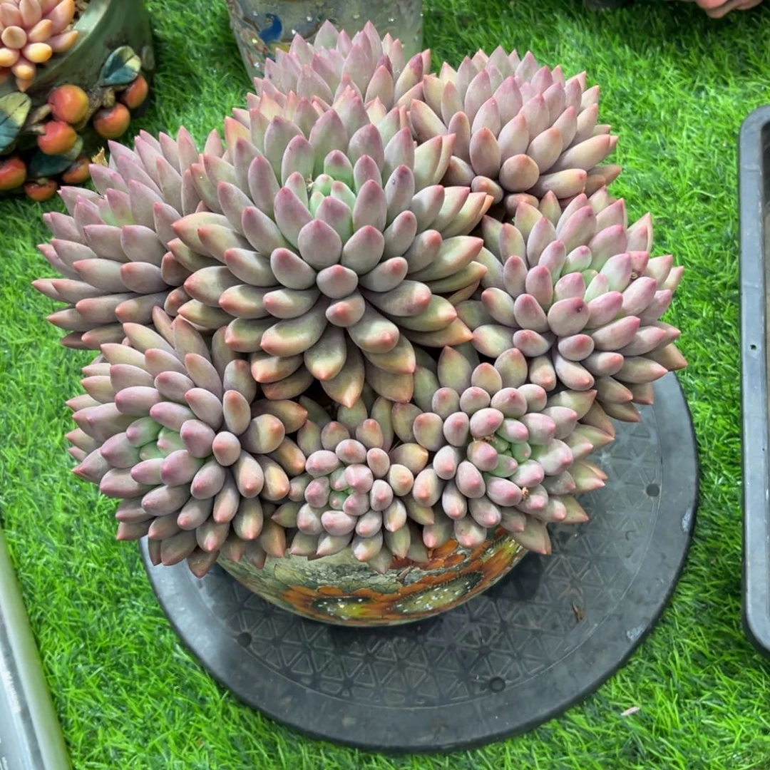 阿*多肉植物多肉植物多肉