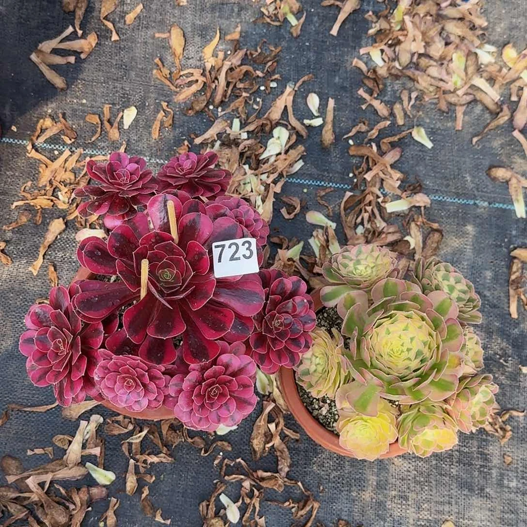 723美杜莎粉体海王两颗半木质桩