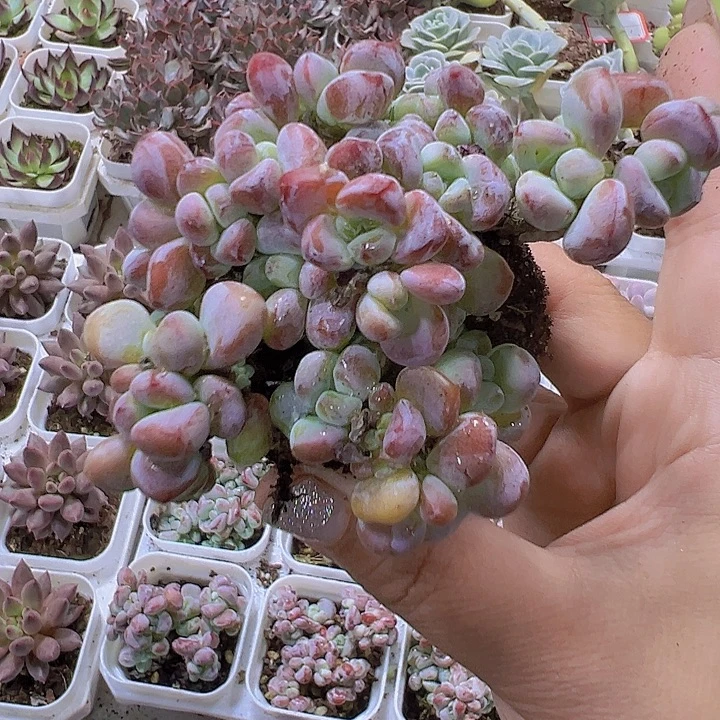 罗琦19包邮多肉植物