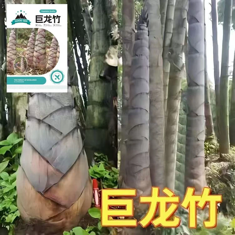 【巨龙竹楠竹种子】食用竹笋种子四季庭院室外种蔬菜种子四季种植