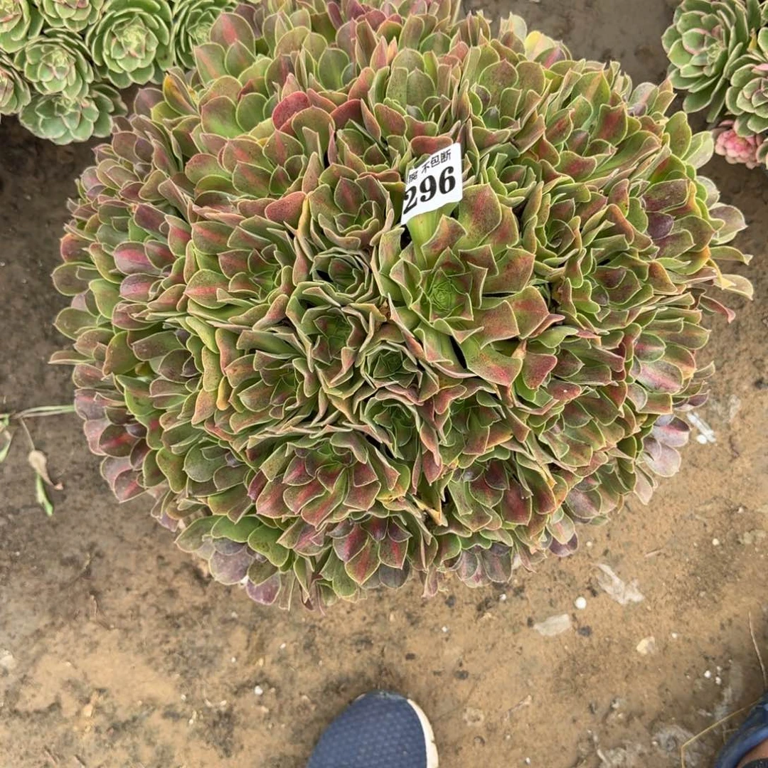 19阴46法师拿铁0296